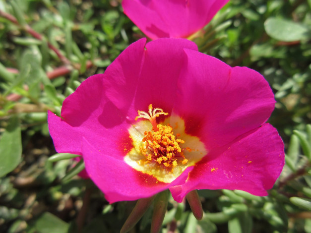 Обои картинки фото цветы, портулак, солонец