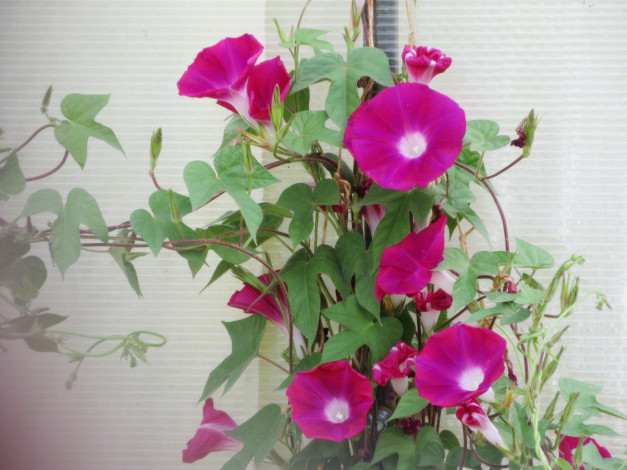Обои картинки фото цветы, вьюнки,  ипомеи, розовые, плетутся