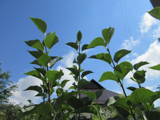 Обои картинки фото природа, листья, ветки