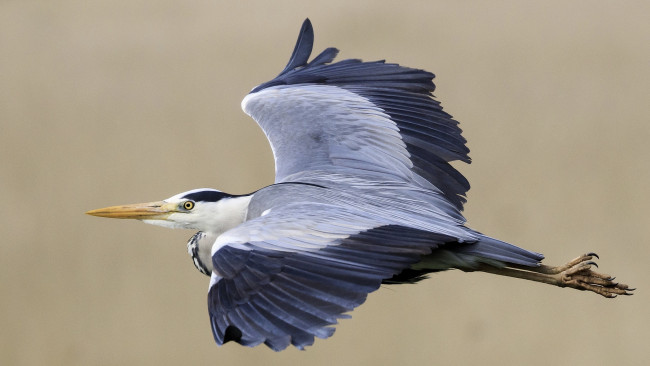 Обои картинки фото животные, цапли,  выпи, птичка