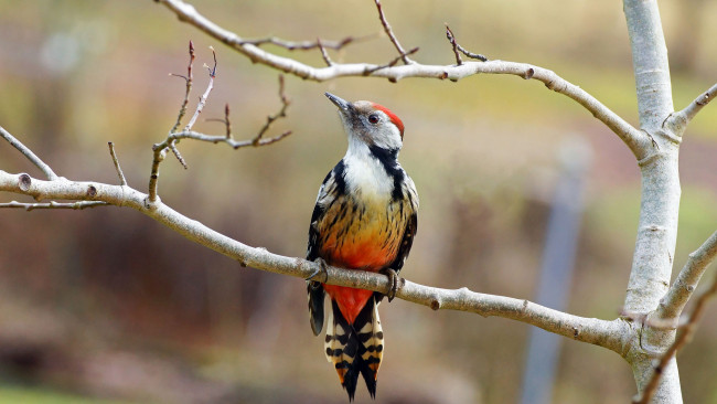 Обои картинки фото животные, дятлы, птичка