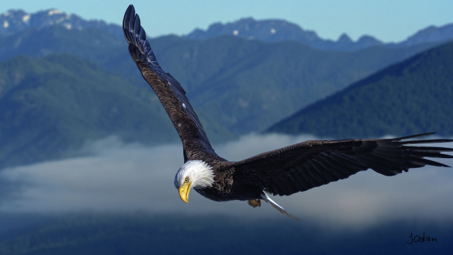 Обои картинки фото животные, птицы - хищники, птичка