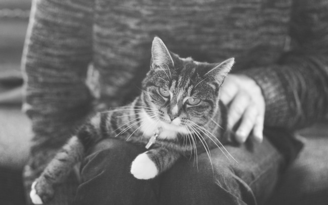 Обои картинки фото животные, коты, лежит, кот, кошка