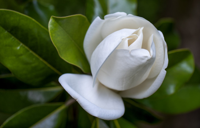 Обои картинки фото цветы, гардения, бутон, макро, белый