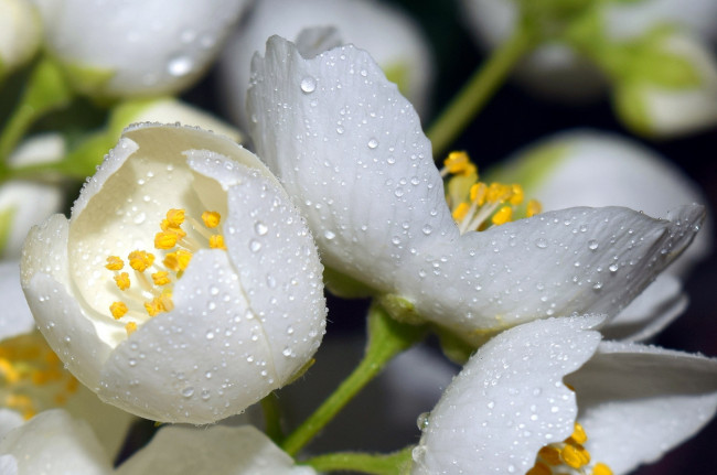 Обои картинки фото цветы, жасмин, макро