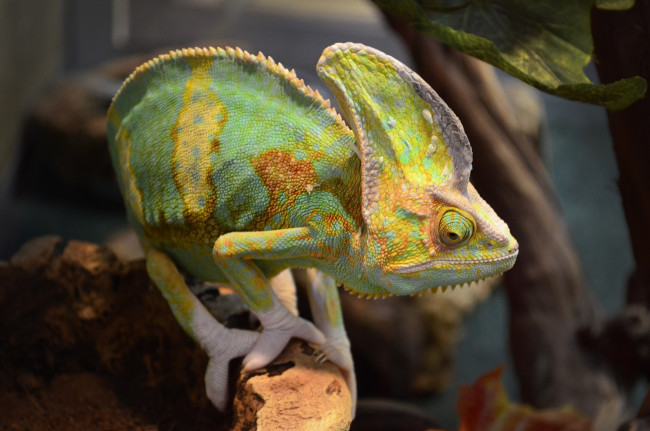 Обои картинки фото животные, хамелеоны, пресмыкающиеся, террариум, экзотика, ящерица, йеменский, хамелеон