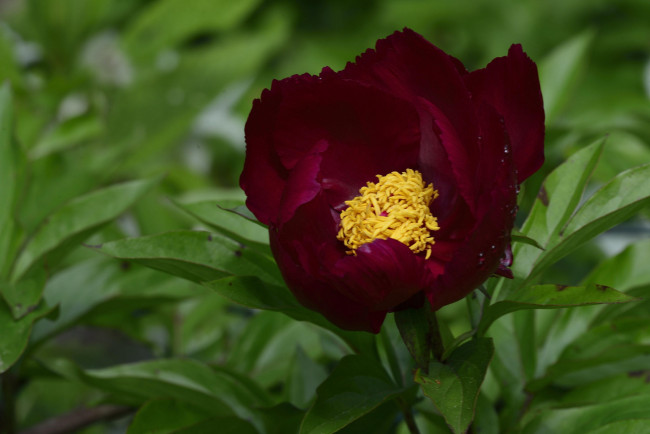 Обои картинки фото цветы, пионы, макро, бордовый, пион