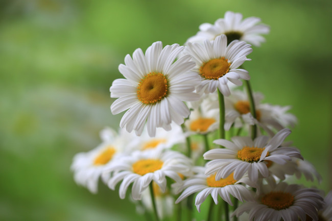 Обои картинки фото цветы, ромашки, цветение, поле