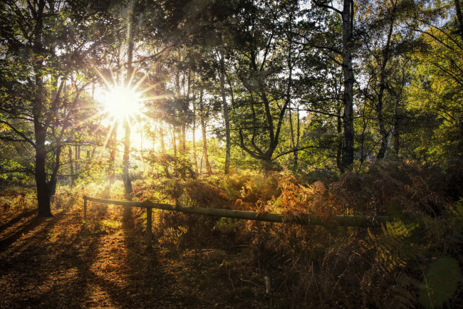 Обои картинки фото природа, лес, простор