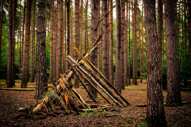 Обои картинки фото природа, лес, простор