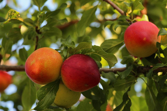 Обои картинки фото природа, плоды, тамбовская, область, дары, сада, красота, лето, сад, тамбов