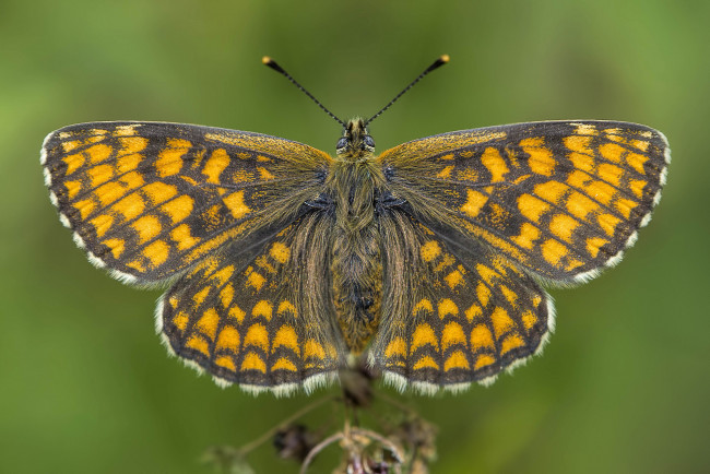 Обои картинки фото животные, бабочки,  мотыльки,  моли, бабочка