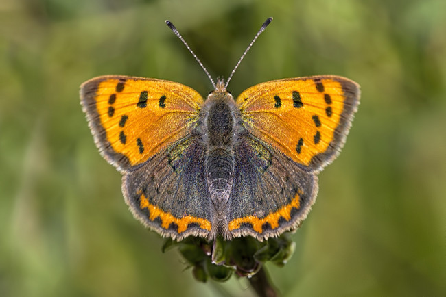 Обои картинки фото животные, бабочки,  мотыльки,  моли, бабочка