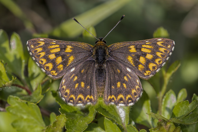 Обои картинки фото животные, бабочки,  мотыльки,  моли, бабочка