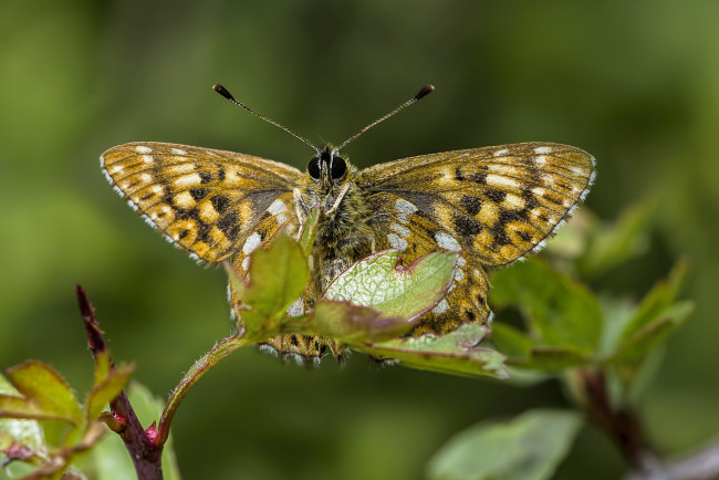 Обои картинки фото животные, бабочки,  мотыльки,  моли, бабочка