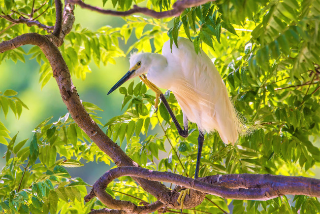 Обои картинки фото животные, цапли,  выпи, птичка