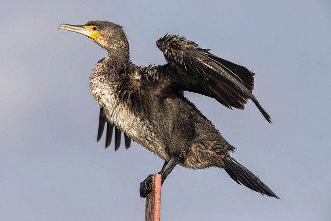 Обои картинки фото животные, Чайки,  бакланы,  крачки, птичка