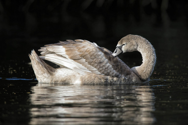 Обои картинки фото животные, лебеди, птичка