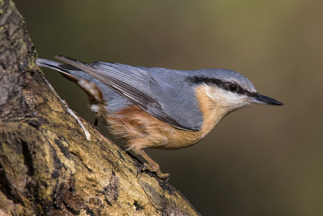 Обои картинки фото животные, поползни, птичка