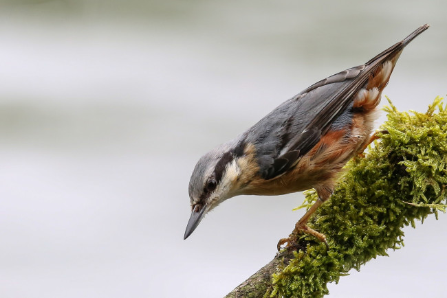 Обои картинки фото животные, поползни, птичка