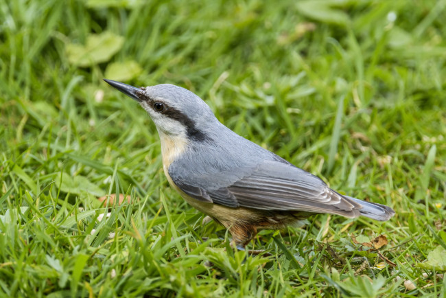 Обои картинки фото животные, поползни, птичка