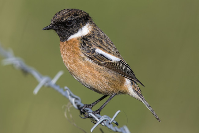 Обои картинки фото животные, птицы, птичка