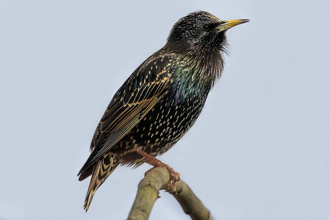 Обои картинки фото животные, птицы, птичка