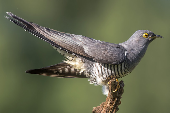 Обои картинки фото животные, птицы, птичка