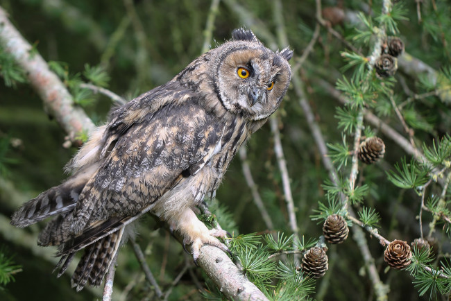 Обои картинки фото животные, совы, птичка