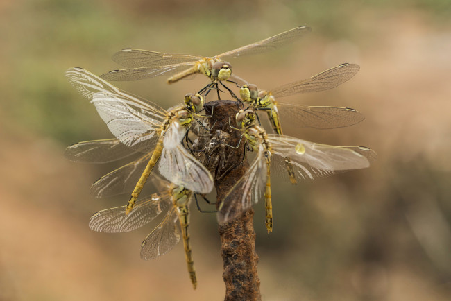 Обои картинки фото животные, стрекозы, птичка