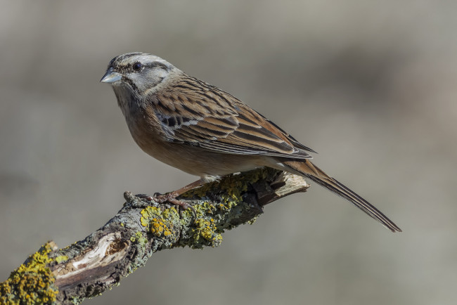 Обои картинки фото животные, воробьи, птичка