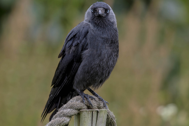 Обои картинки фото животные, вороны,  грачи,  галки, птичка