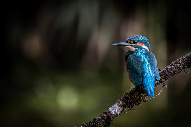 Обои картинки фото животные, зимородки, птичка