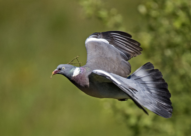 Обои картинки фото животные, голуби, птичка