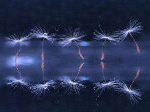 Картинка макро природа боке капли одуванчик семя