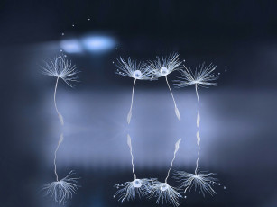 Картинка макро природа боке капли одуванчик семя