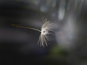 Картинка макро природа капли одуванчик семя боке