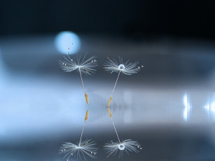 Картинка макро природа капли одуванчик семя боке