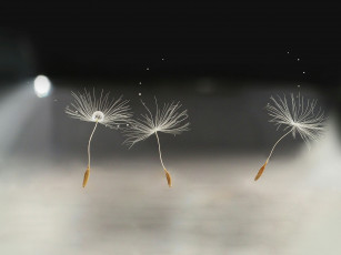 Картинка макро природа капли одуванчик семя боке