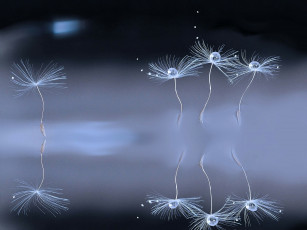 Картинка макро природа одуванчик семя боке капли