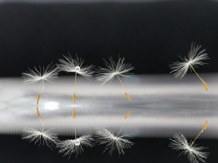 Картинка макро природа одуванчик семя боке капли