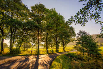 Картинка природа деревья простор