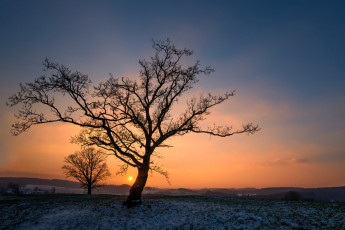 Картинка природа деревья простор