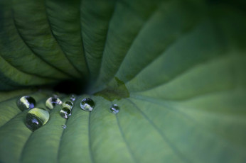 Картинка лист природа листья роса капли макро