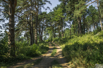 Картинка природа дороги простор