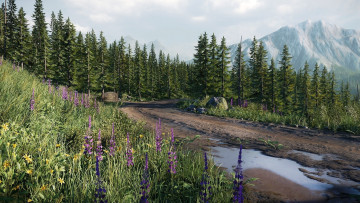 Картинка природа дороги лес дорoга