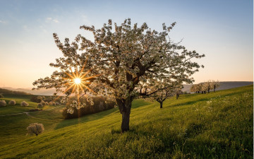 Картинка природа деревья трава весна цветение луга
