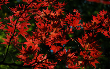 Картинка природа листья