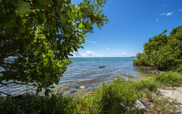 Картинка природа побережье деревья вода