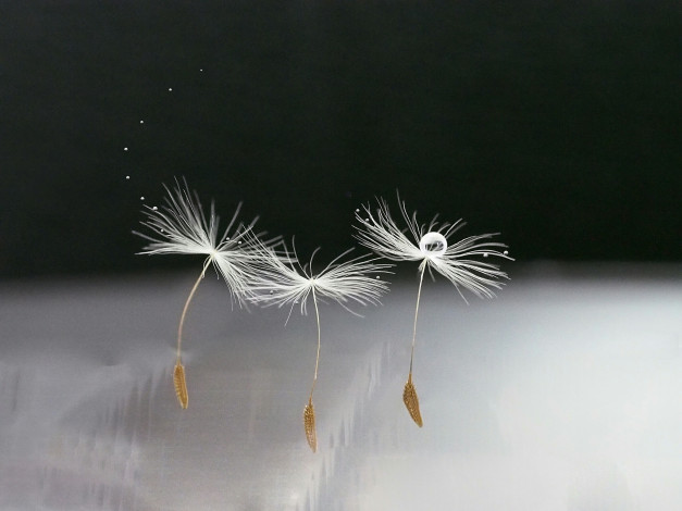 Обои картинки фото макро, природа, боке, капли, семя, одуванчик